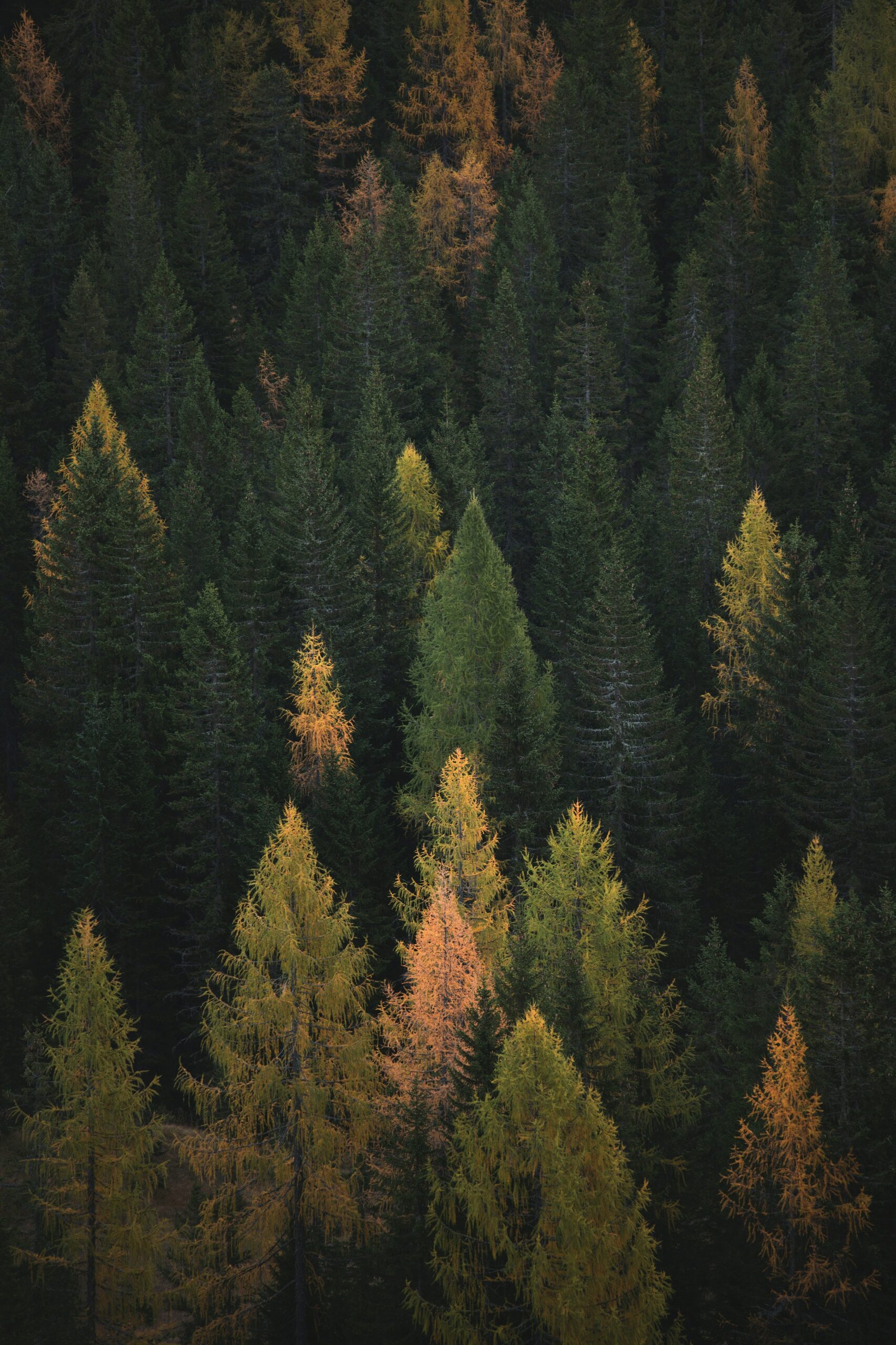 Guía para determinar cuándo el Reglamento Europeo de Deforestación (EUDR) resulta de aplicación